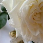 عطر ادکلن وایت رز ماجوری - White Rose Majouri - بررسی، قیمت و خرید