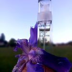 عطر ادکلن آیریس گری فره موند - Iris Gray Frais Monde - بررسی، قیمت و خرید