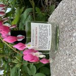 عطر ادکلن تیوبرز تنترا کیسمت اولفکتیو - Tuberose Tantra Kismet Olfactive - بررسی، قیمت و خرید