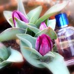 عطر ادکلن هر چویس لا ریو - Her Choice La Rive - بررسی، قیمت و خرید