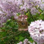 عطر ادکلن مای سنت ترساردی - My Scent Trussardi - بررسی، قیمت و خرید