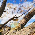 عطر ادکلن بیوتیفول ابسولو استی لودر - Beautiful Absolu Estée Lauder - بررسی، قیمت و خرید
