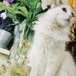 عطر ادکلن تودِی ایوون - Today Avon - بررسی، قیمت و خرید