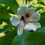 عطر ادکلن کیکو بزَرگ چارزیلیا - Keiko's tears / Сльози Кейко Char-Zillya - بررسی، قیمت و خرید