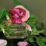 عطر ادکلن تیف رز عبدالصمد القرشی - Taif Rose Abdul Samad Al Qurashi - بررسی، قیمت و خرید