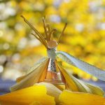 عطر ادکلن ژادور لور دیور - J'adore L'Or (2023) Dior - بررسی، قیمت و خرید