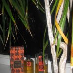 عطر ادکلن آنتیج دزینتارس - Antejs (Антей) Dzintars - بررسی، قیمت و خرید