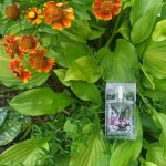 عطر ادکلن این فلاورز آرماند بسی - In Flowers Armand Basi - بررسی، قیمت و خرید