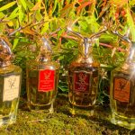 عطر ادکلن اود ریپابلیک پاندورا - Oud Republic Pana Dora - بررسی، قیمت و خرید
