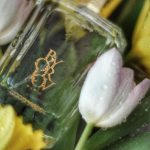 عطر ادکلن گود وایبز اورلوو پاریس - Good Vibes Orlov Paris - بررسی، قیمت و خرید