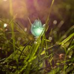 عطر ادکلن کلر دو نیلانگ لالیک - Claire de Nilang Lalique - بررسی، قیمت و خرید