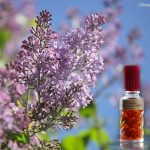 عطر ادکلن نسطایا پِرِسیدسکایا سی‌رِن نووای زاریا - Настоящая персидская сирень (True Persian Lilaс) Новая Заря (The New Dawn) - بررسی، قیمت و خرید