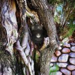 عطر ادکلن مموآر ومن آمواژ - Memoir Woman Amouage - بررسی، قیمت و خرید