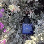 عطر ادکلن بلو هارت تهمین - Blue Heart Thameen - بررسی، قیمت و خرید