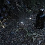 عطر ادکلن اِ مِد‌نایت اِستروُل گوچی - A Midnight Stroll Gucci - بررسی، قیمت و خرید