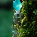 عطر ادکلن کلر دو نیلانگ لالیک - Claire de Nilang Lalique - بررسی، قیمت و خرید