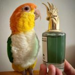 عطر ادکلن هارتلس هلن پنالیگنز - Heartless Helen Penhaligon's - بررسی، قیمت و خرید