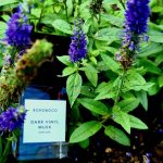 عطر ادکلن دارک وینیل ماسک بوهوبوکو - Dark Vinyl Musk Bohoboco - بررسی، قیمت و خرید