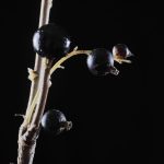 عطر ادکلن بلاک انیس اِیبِل - Black Anise Abel - بررسی، قیمت و خرید