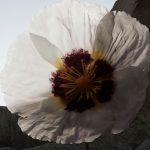 عطر ادکلن اَش فِلَور بربری - Ash Flower Burberry - بررسی، قیمت و خرید