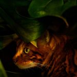 عطر ادکلن بنگال ورتوس - Bengal Vertus - بررسی، قیمت و خرید