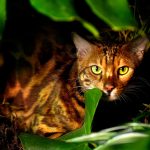 عطر ادکلن بنگال ورتوس - Bengal Vertus - بررسی، قیمت و خرید