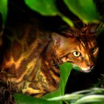 عطر ادکلن بنگال ورتوس - Bengal Vertus - بررسی، قیمت و خرید
