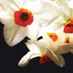 عطر ادکلن سانگ آو آبرک سنت کلر سنتس - Song of Aubrac St. Clair Scents - بررسی، قیمت و خرید
