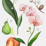 عطر ادکلن ارکید بلوم صفر یک زارا - Orchid Bloom 01 Zara - بررسی، قیمت و خرید