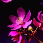 عطر ادکلن ذ ریچوال آو یوزاکورا ریچوالز - The Ritual of Yozakura Rituals - بررسی، قیمت و خرید