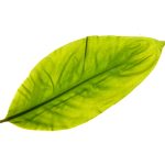 عطر ادکلن رویوری مایزون دلاوی - Rêverie Maison Dahlawi - بررسی، قیمت و خرید