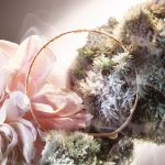 عطر ادکلن ابسولو نات یور رز لانکوم - Absolue Not Your Rose Lancôme - بررسی، قیمت و خرید
