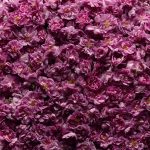 عطر ادکلن رُز شیسو ماری ژان - ローズ シソ Marie Jeanne - بررسی، قیمت و خرید