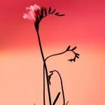 عطر ادکلن فرسیا سولار آدولفو دومینگز - Fresia Solar Adolfo Dominguez - بررسی، قیمت و خرید