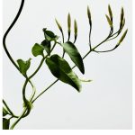 عطر ادکلن 00۱ وومن درو لووه - 001 Woman x Lladró Loewe - بررسی، قیمت و خرید