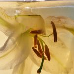 عطر ادکلن گوست فِلِر آلترا - GHST FLWR Altra - بررسی، قیمت و خرید