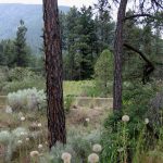 عطر ادکلن اریزونا المپیک ارکیدز آرتیسان پرفیومز - Arizona Olympic Orchids Artisan Perfumes - بررسی، قیمت و خرید