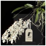 عطر ادکلن وانیل دز دیابلس آن استیگر - Vanille des Diablesses Ann Steeger - بررسی، قیمت و خرید