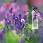 عطر ادکلن سُناس فراگرنسز آو آیرلند - Sonas Fragrances of Ireland - بررسی، قیمت و خرید
