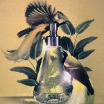 عطر ادکلن پاریزو نومِنکِلِیچِر - Para-iso Nomenclature - بررسی، قیمت و خرید