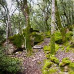 عطر ادکلن باسک برواناریز - Bosc Bravanariz - بررسی، قیمت و خرید