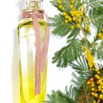 عطر ادکلن آگوا فرسکا د میموسا کوریاَندرو آدولفو دومینگز - Agua Fresca de Mimosa Coriandro Adolfo Dominguez - بررسی، قیمت و خرید
