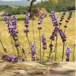 عطر ادکلن لاواندا اترئا دکتر تافی - Lavanda Eterea Dr. Taffi - بررسی، قیمت و خرید