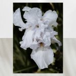عطر ادکلن کنواس آکوالیس - Canvas Aqualis - بررسی، قیمت و خرید