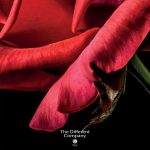 عطر ادکلن رز پوایوره دی دیفرنت کامپنی - Rose Poivrée (2020) The Different Company - بررسی، قیمت و خرید