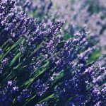 عطر ادکلن لاواندلوس اِیپریل آروماتیکز - Lavandeluce April Aromatics - بررسی، قیمت و خرید