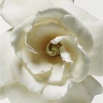 عطر ادکلن کشمر میست کالکترز ادیشن دونا کارن - Cashmere Mist Collector's Edition Donna Karan - بررسی، قیمت و خرید