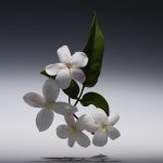 عطر ادکلن ژاسمن الکسیر پرسیوس دیور - Jasmin Elixir Precieux Dior - بررسی، قیمت و خرید