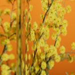 عطر ادکلن پاز ایبل - Pause Abel - بررسی، قیمت و خرید