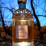 عطر ادکلن آکوا آلگوریا نتاره دی سول گرلن - Aqua Allegoria Nettare di Sole Guerlain - بررسی، قیمت و خرید